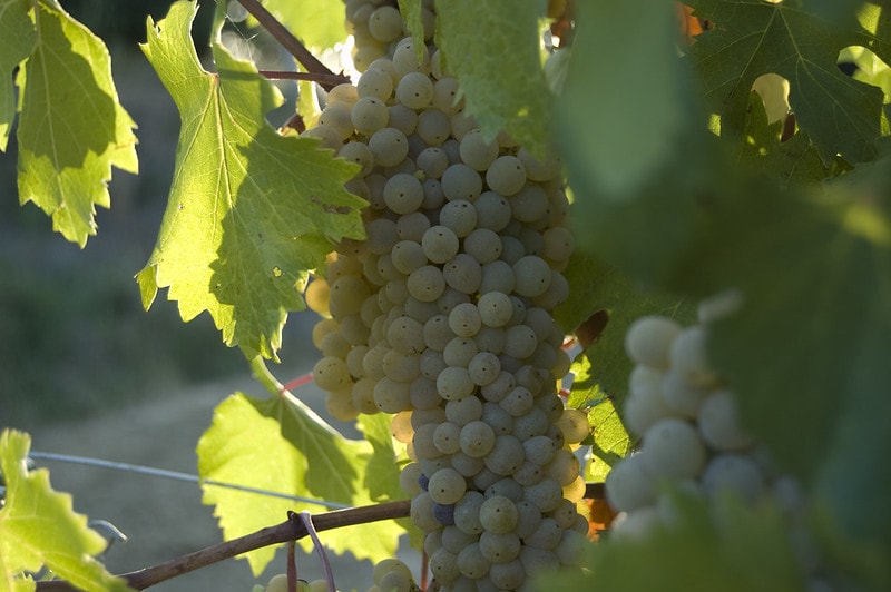 uva franciacorta