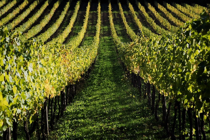 vigneto franciacorta