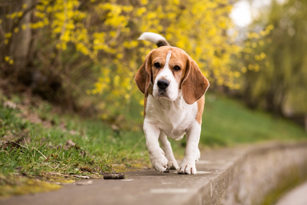 animali domestici ammessi ca minore